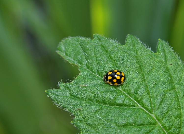 Propylea quatuordecimpunctata - Coccinella umbra